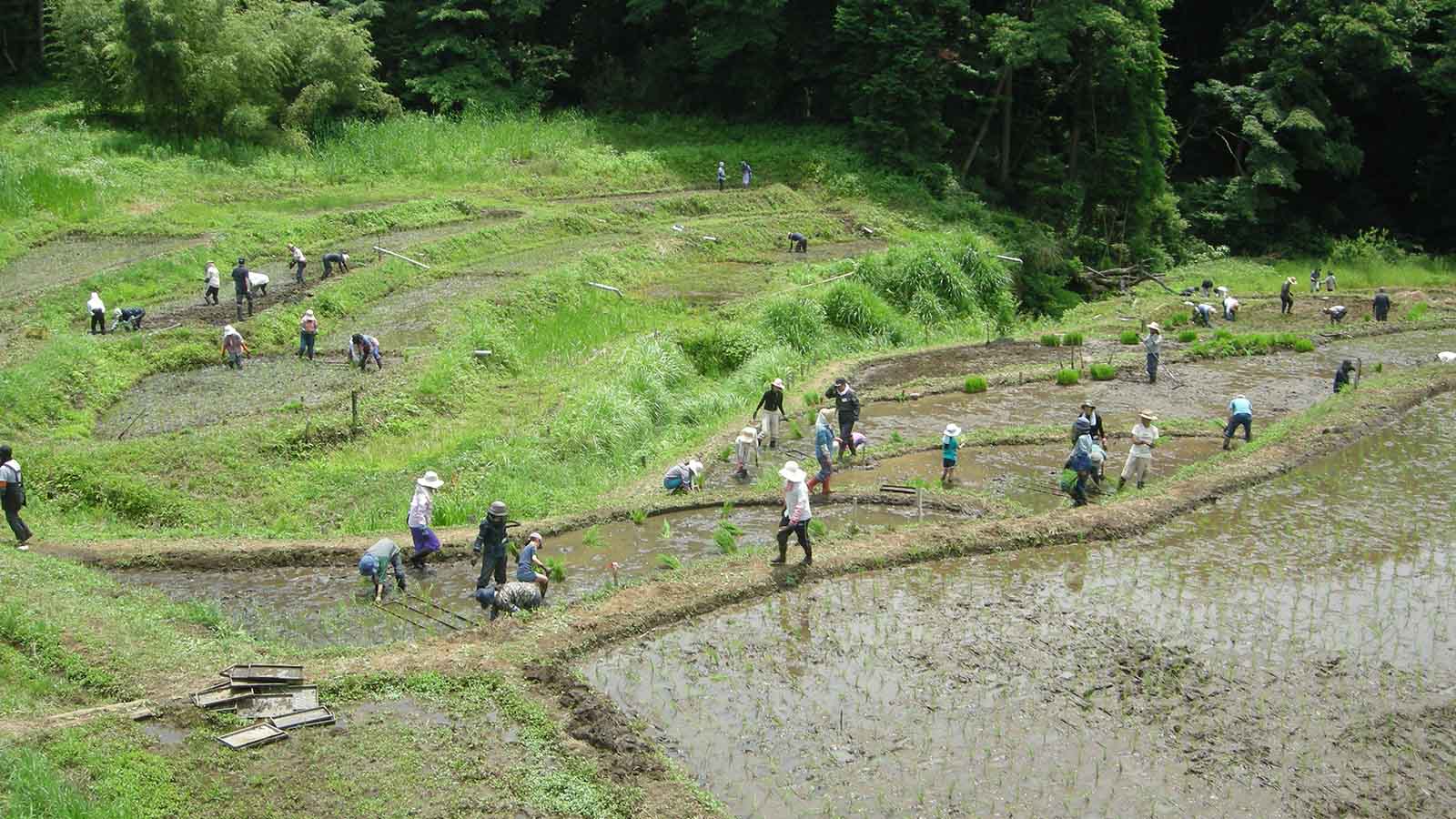 秦野の棚田での田植え